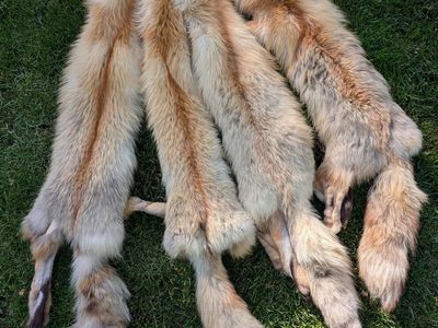 Red Fox Pelts $75 each large selection - 25 pelts to choose from