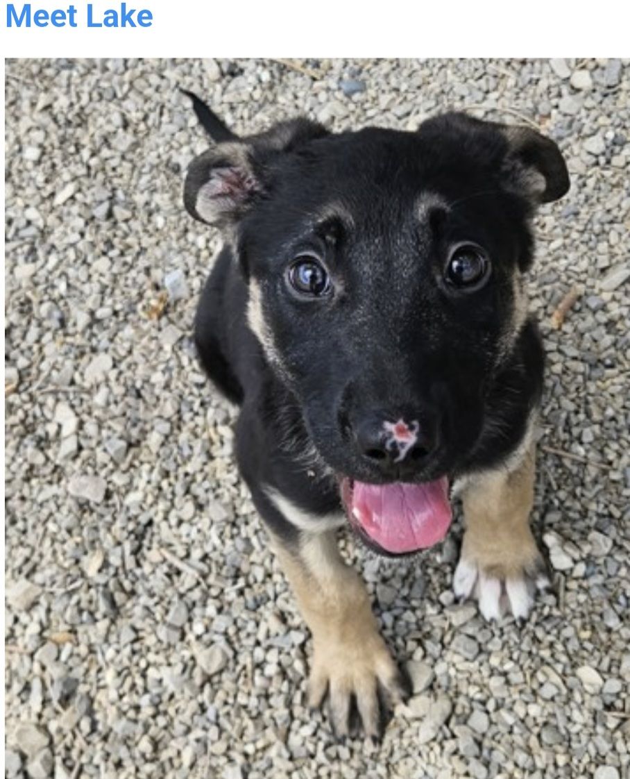 Lake, 2 month old German Shepherd mix puppy
