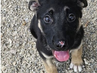 Lake, 2 month old German Shepherd mix puppy
