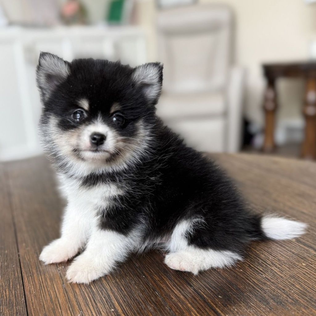 Mini Pomsky / Pomeranian
