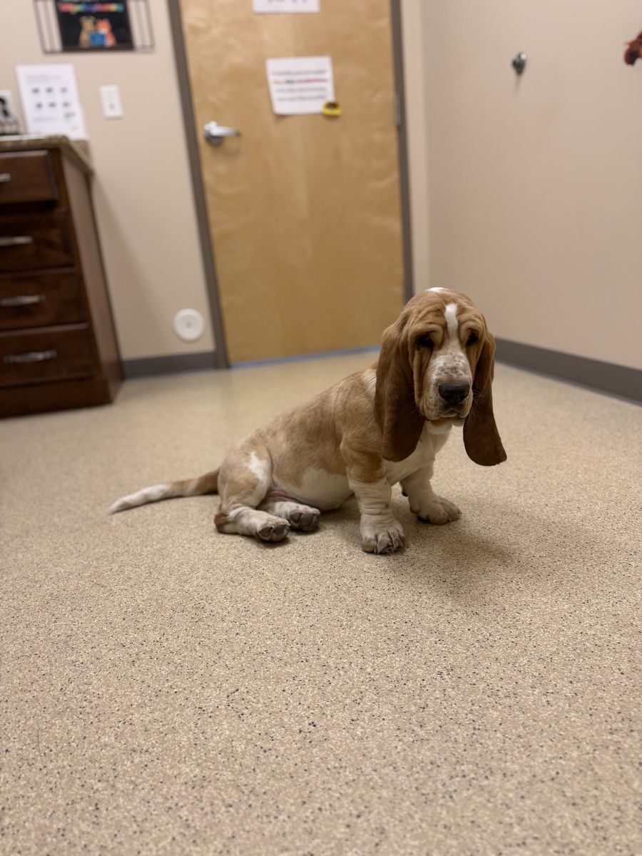 AKC Basset Hound Male