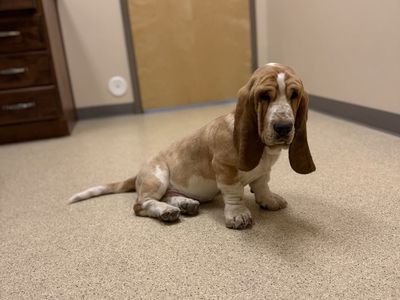AKC Basset Hound Male