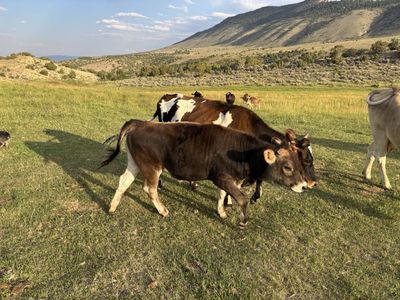 Jersey/Brown Swiss steer calf