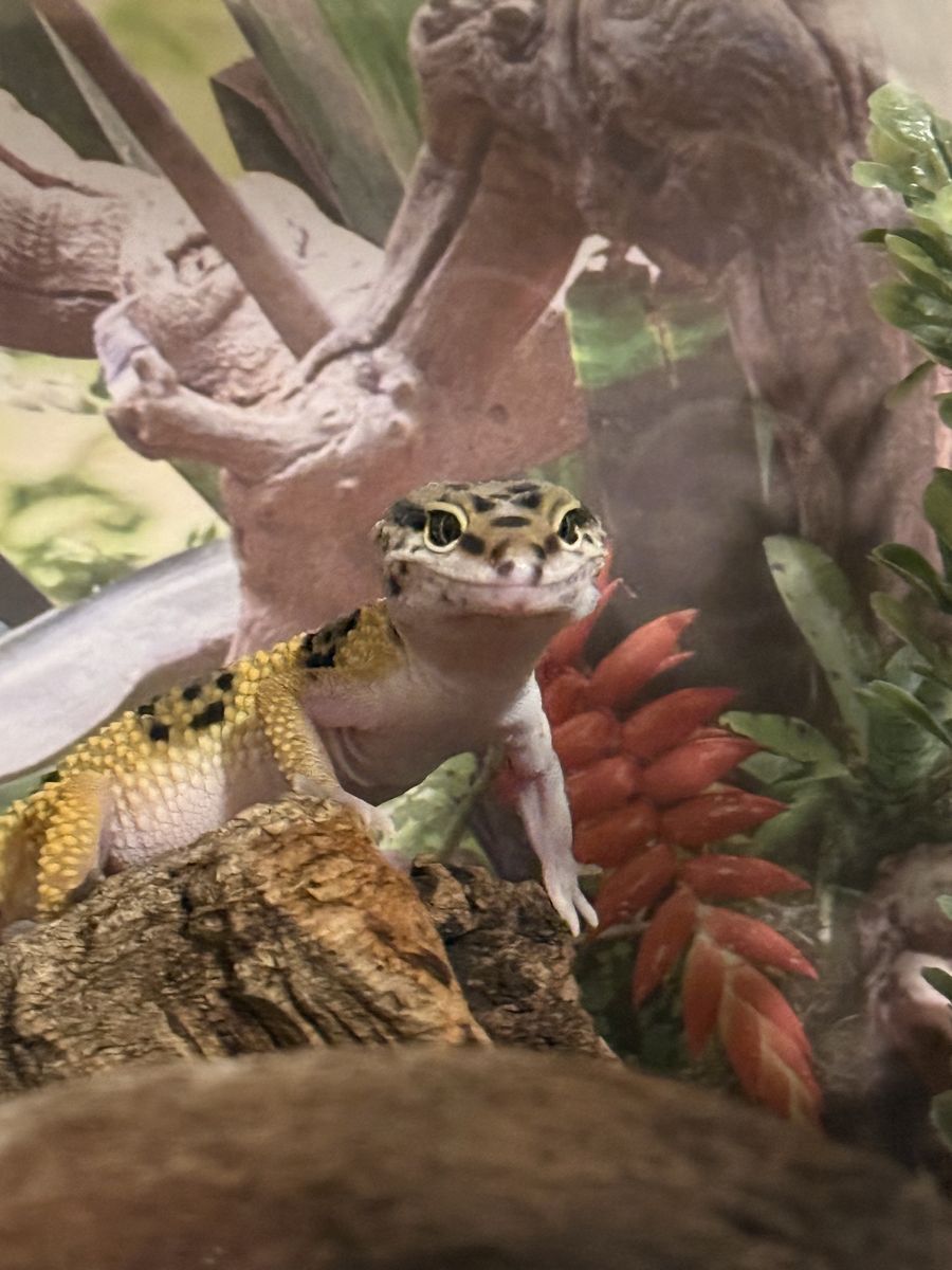 COMPLETE SETUP- LEOPARD GECKO AND ENCLOSURE