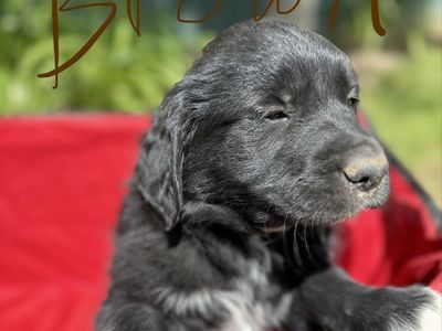 Golden Retriever mix puppies. Great Hunting Dogs ready for pick up now. Hurry Only 3 Remaining