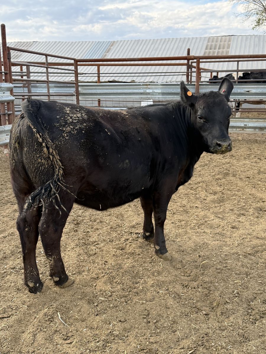 Lowline/Angus cross Heifer
