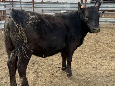 Lowline/Angus cross Heifer