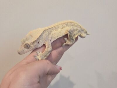 Crested geckos