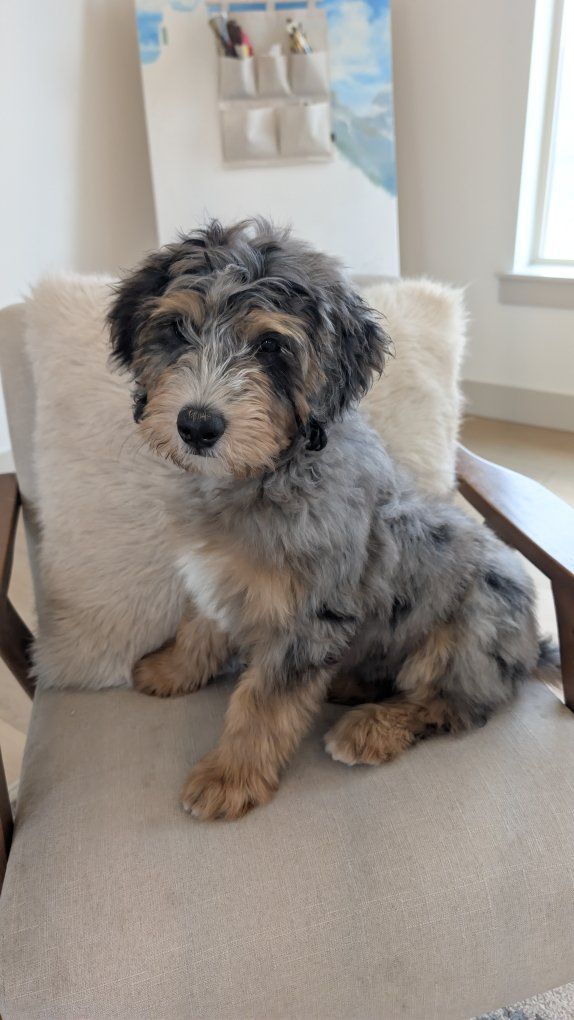 READY NOW! Merle Bernedoodle puppy 11 weeks old!