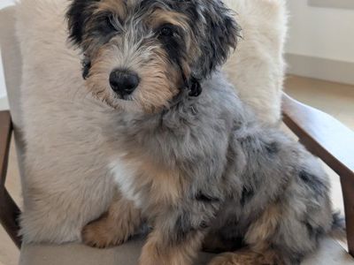 READY NOW! Merle Bernedoodle puppy 11 weeks old!