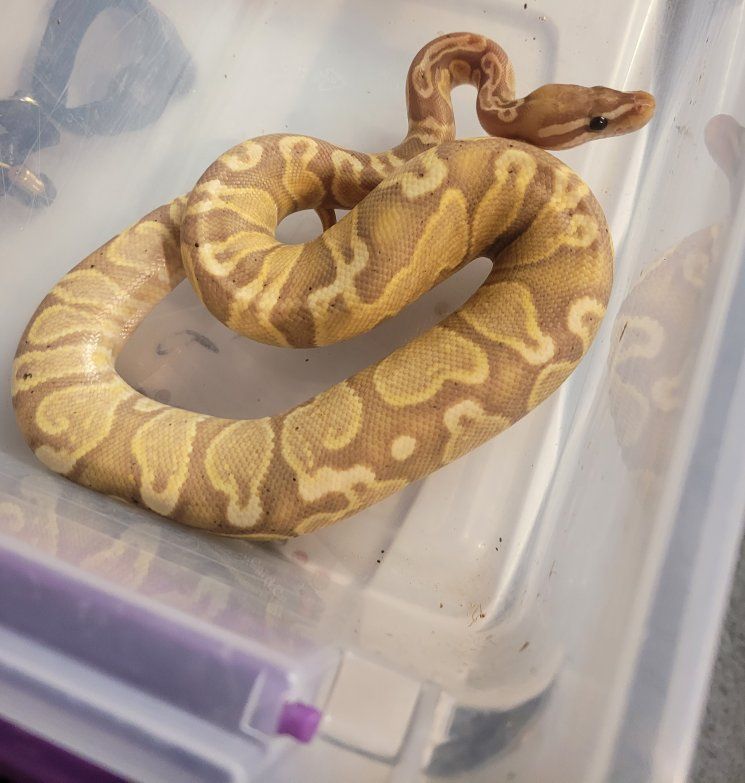 Ball python