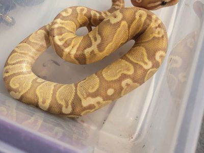 Ball python