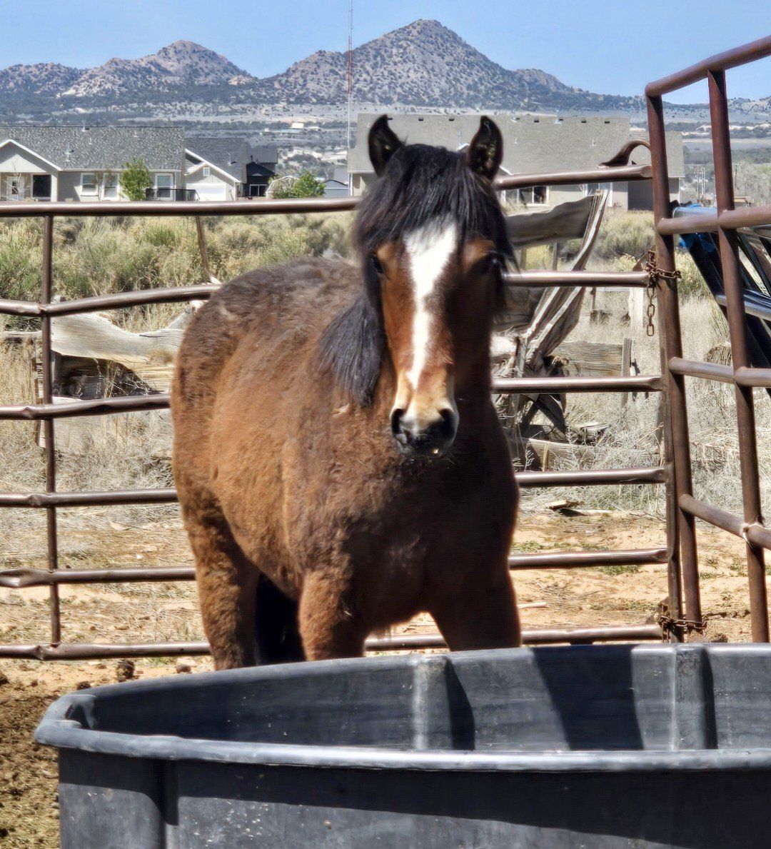 Filly
