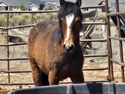 Filly