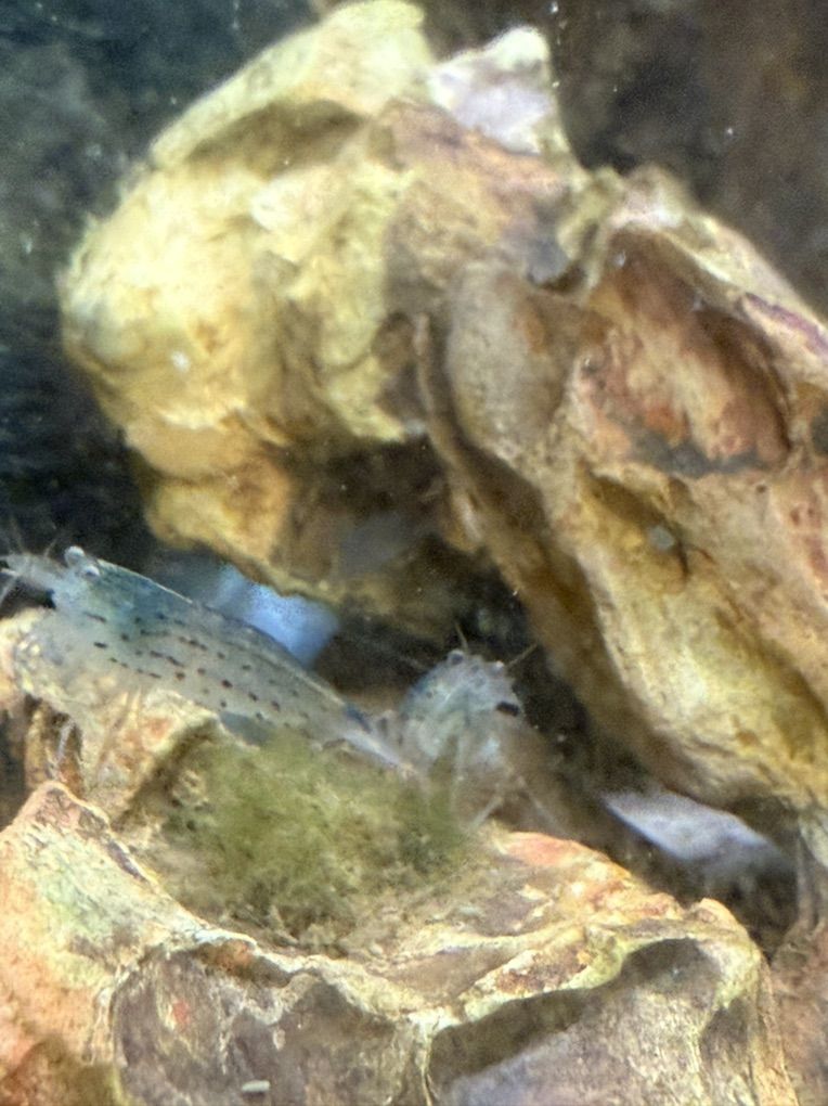 Xl Ammano Shrimp
