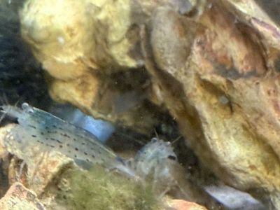 Xl Ammano Shrimp