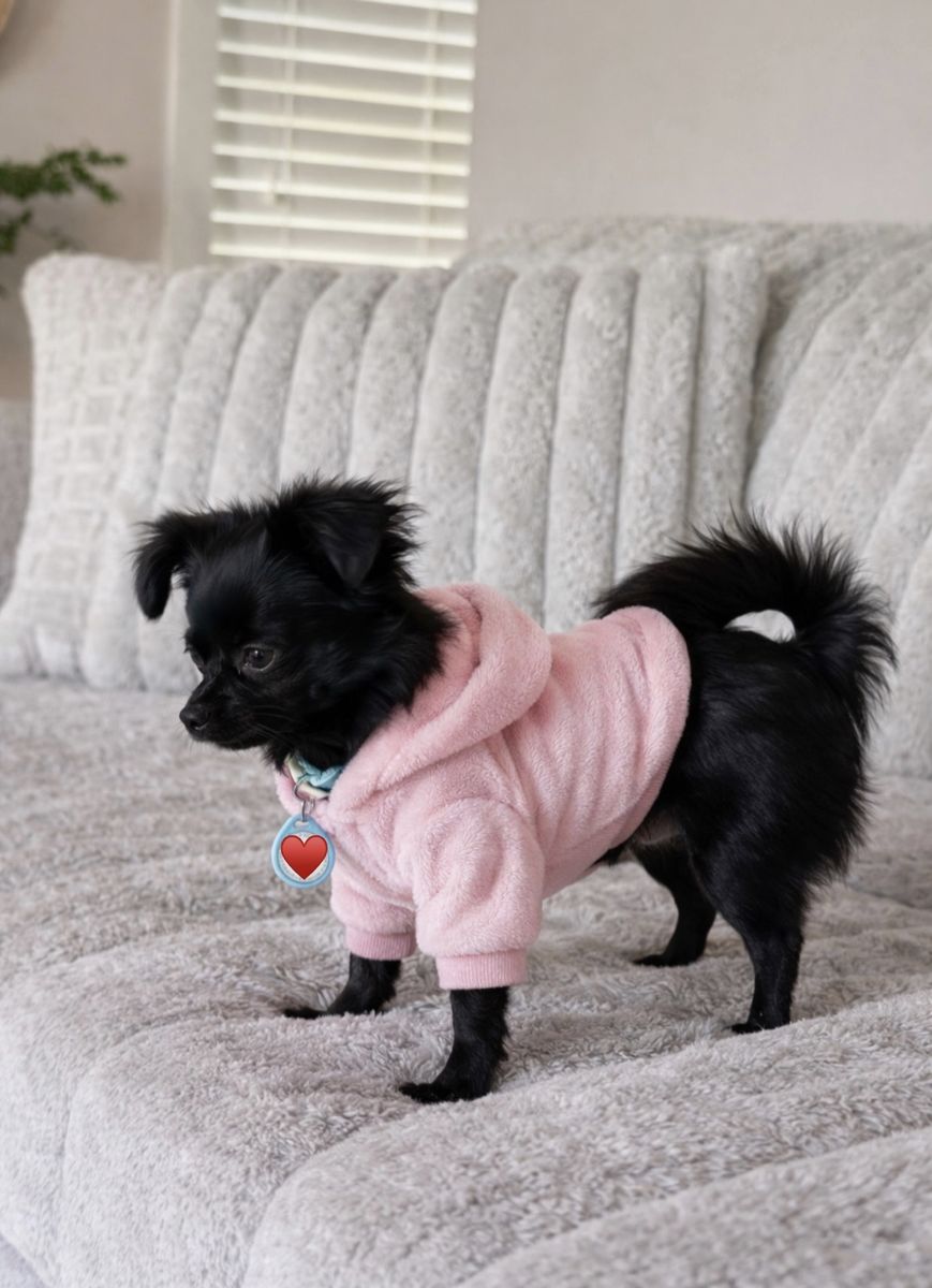 Female Long Hair Chihuahua