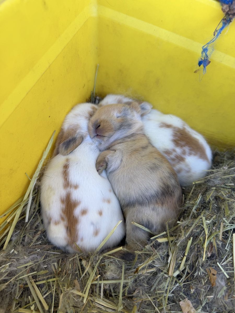 Adorable Baby Mixed Bunnies