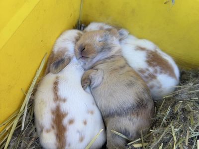 Adorable Baby Mixed Bunnies