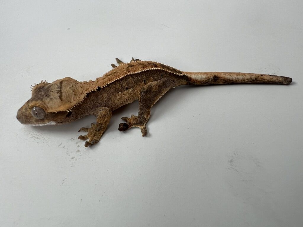 Cute Crested Gecko