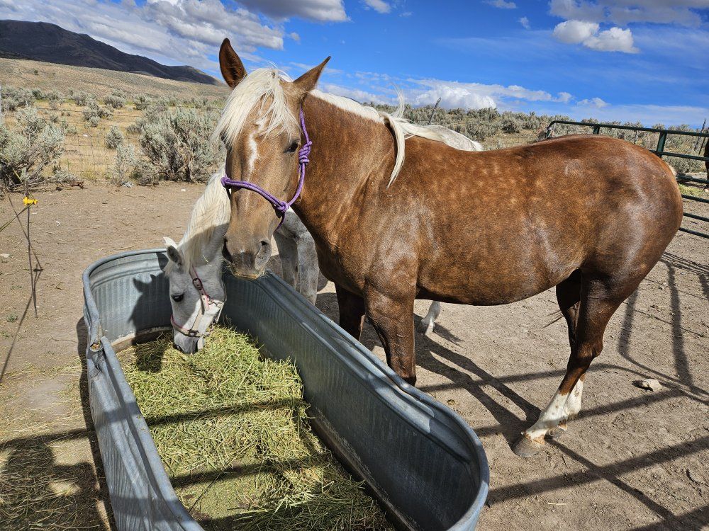 Palameno Quarter Horse mare 6yr