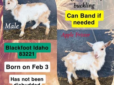 Nigerian Dwarf Buckling Male GoatS Baby