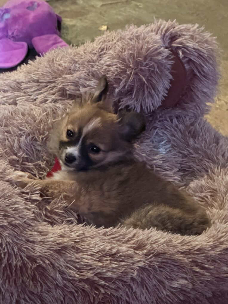 Reduced For final Sale  Honey boo boo