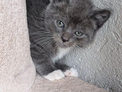 Tame Kittens