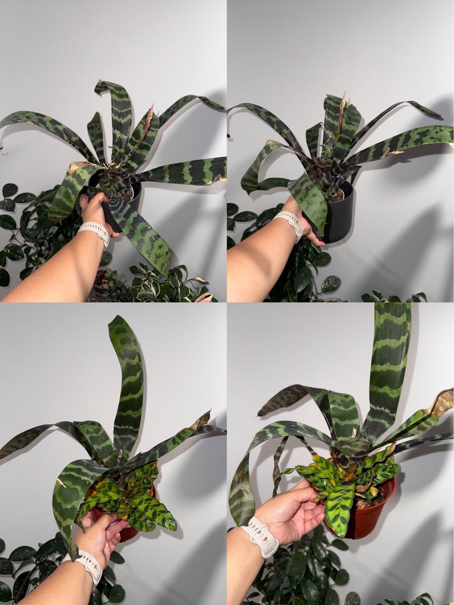 Vriesea splendens Bromeliad Plant Bundle