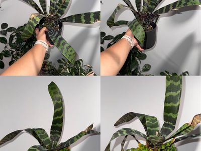 Vriesea splendens Bromeliad Plant Bundle