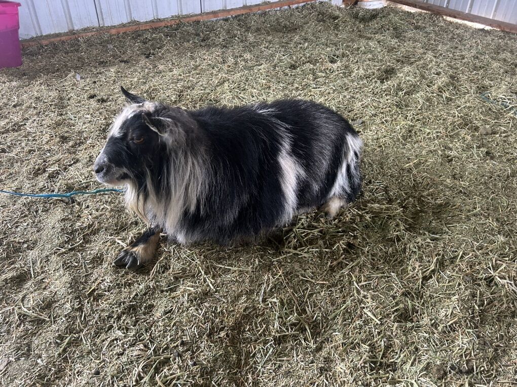 Nigerian Dwarf Goat Buck