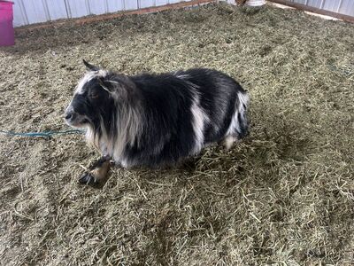 Nigerian Dwarf Goat Buck