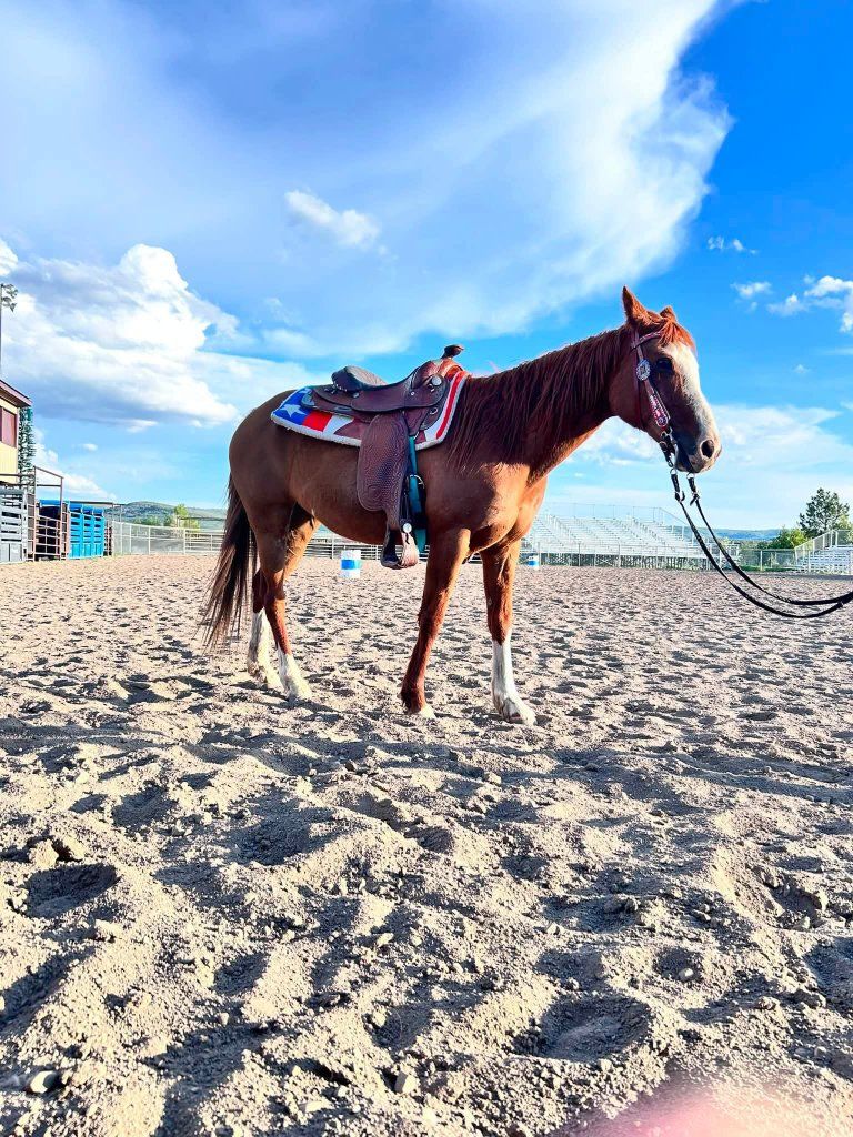 14 year old grade chestnut mare