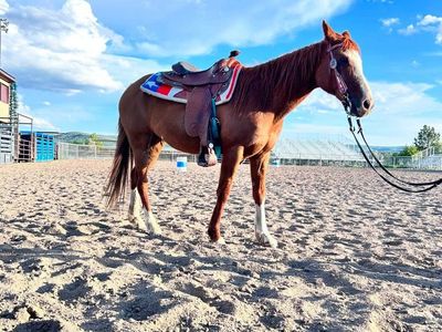 14 year old grade chestnut mare
