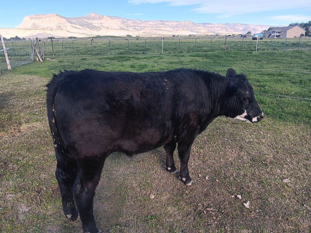 Black Angus steer