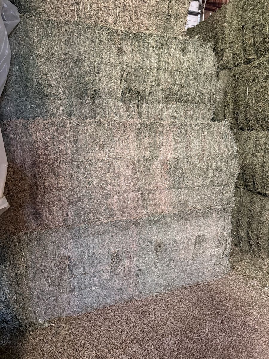 Grass alfalfa mix