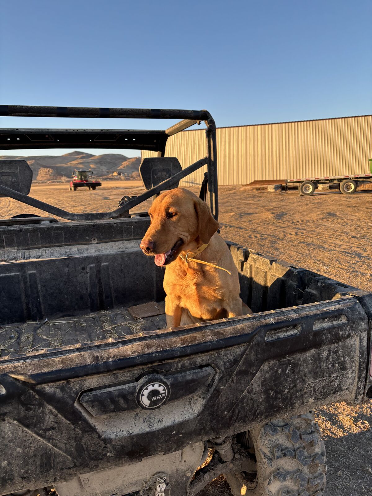 AKC Female yellow Lab 5 year old