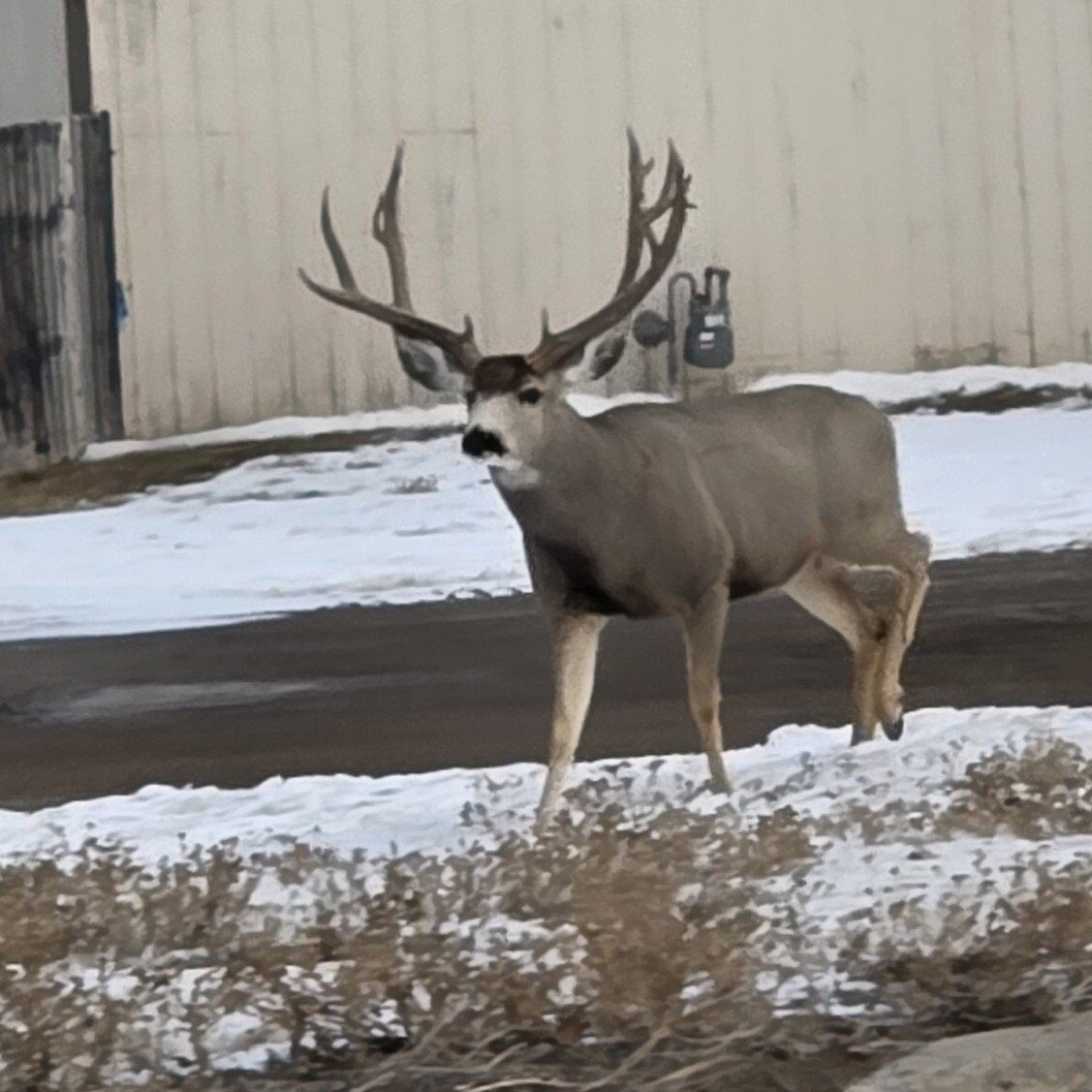 ISO RUGER SUPER RED HAWK 454 TRADE