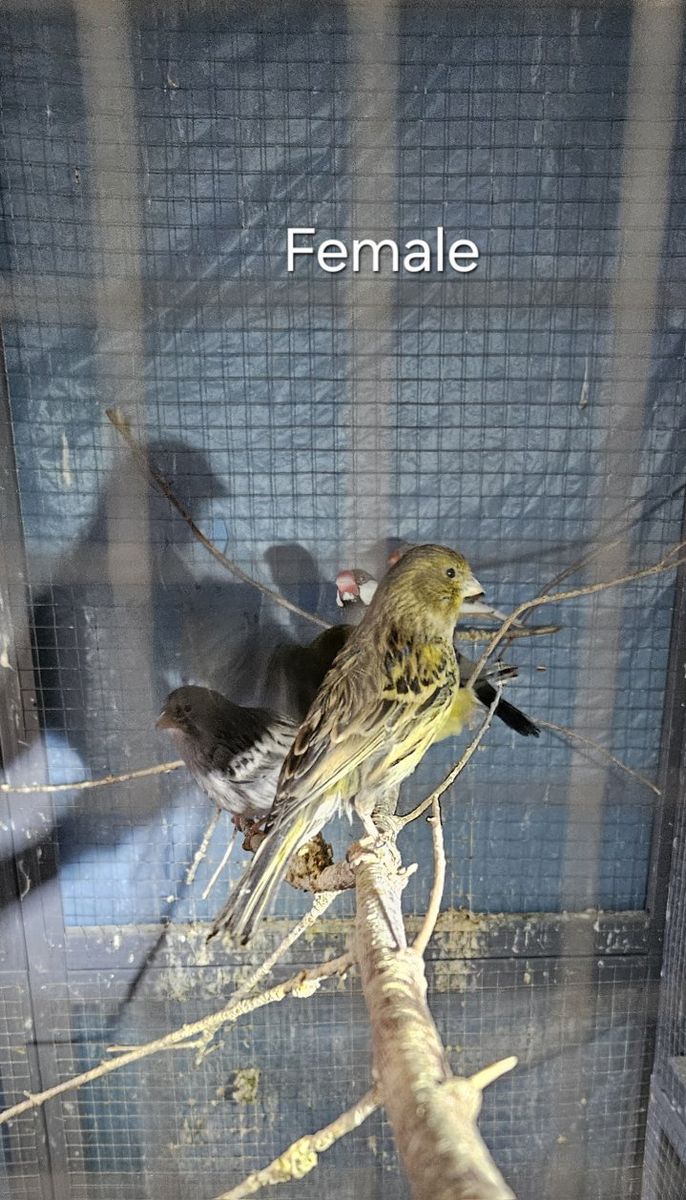 Canary Male and Female pair