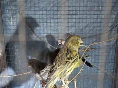 Canary Male and Female pair