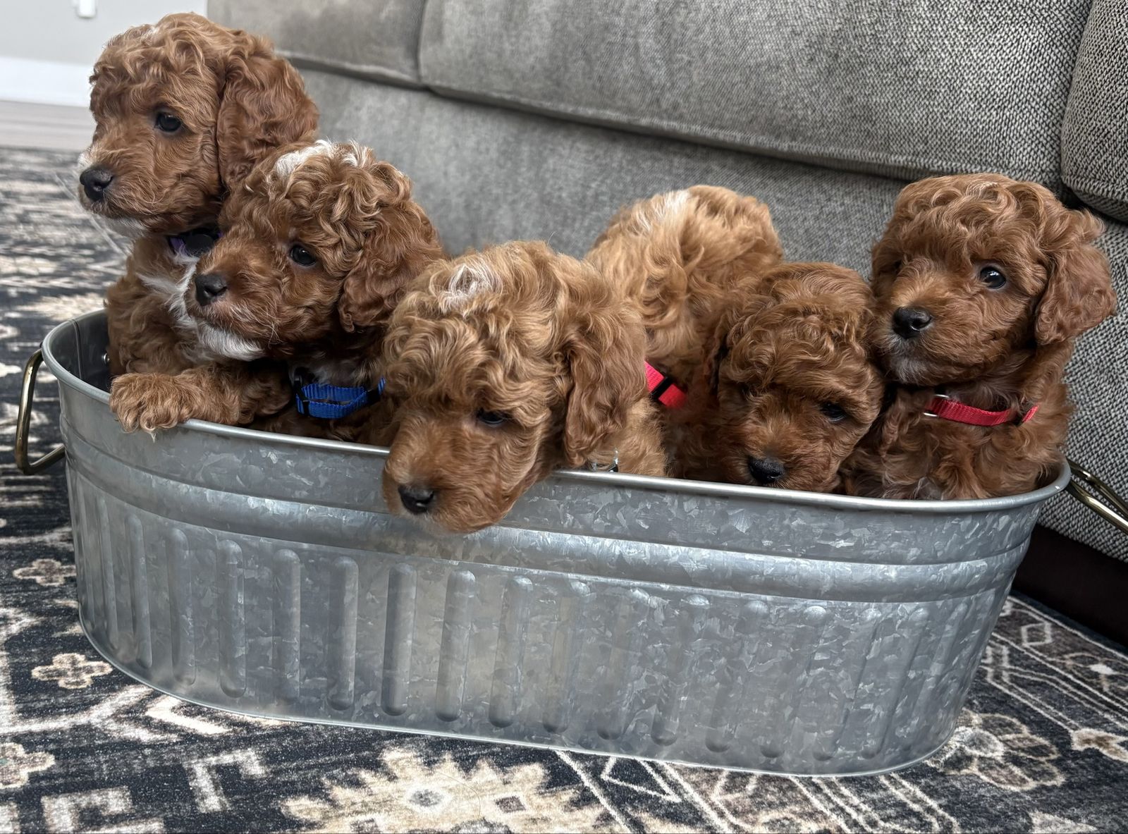 MultigenPetite Mini Goldendoodles – Red & Tuxedo - Ready Sept 12th