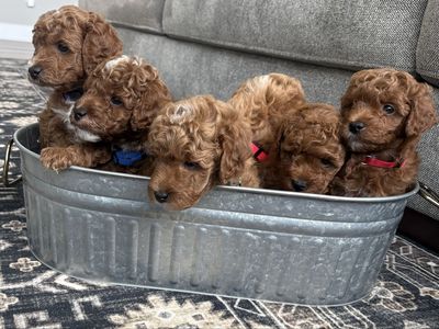 MultigenPetite Mini Goldendoodles – Red & Tuxedo - Ready Sept 12th