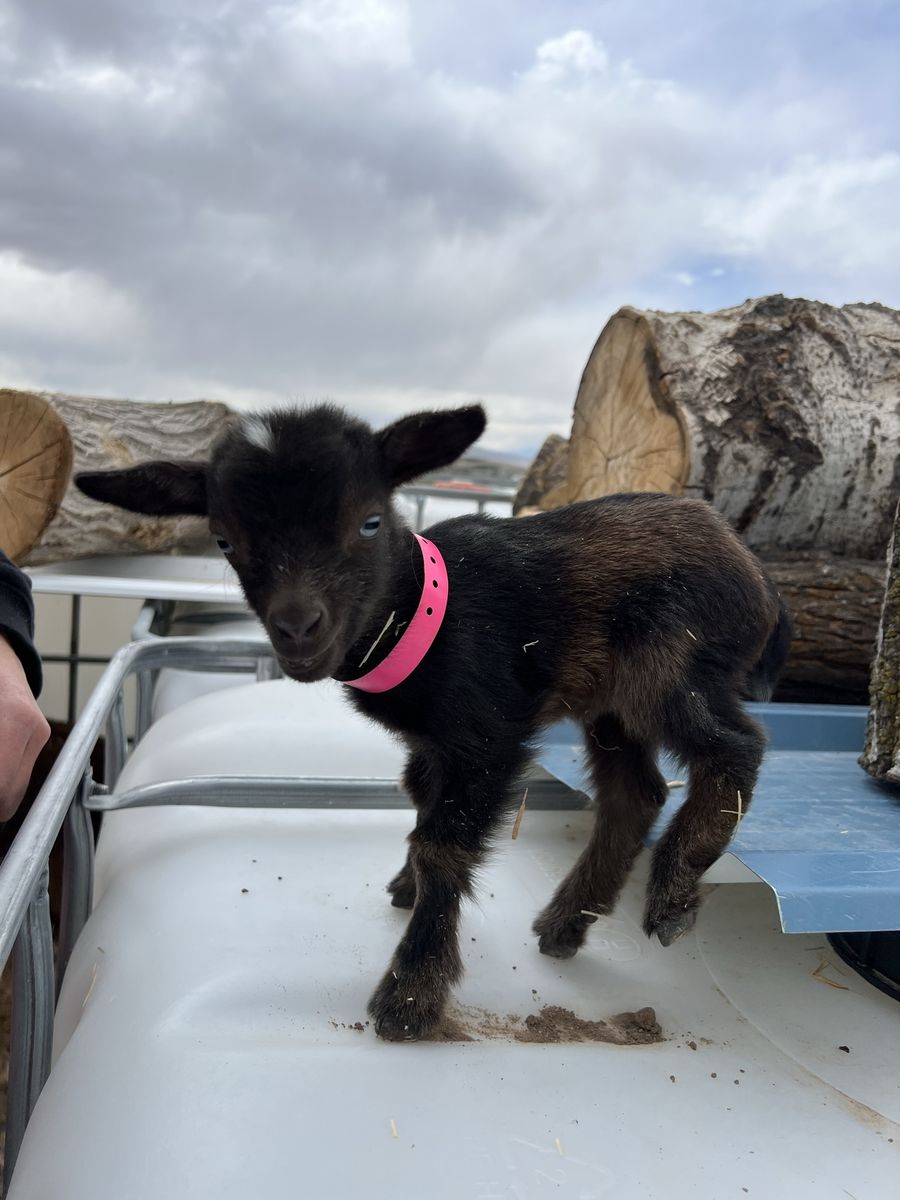 Blue eyed Bottle Baby Nigerian Dwarf Doeling