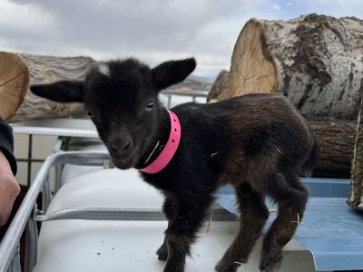 Blue eyed Bottle Baby Nigerian Dwarf Doeling
