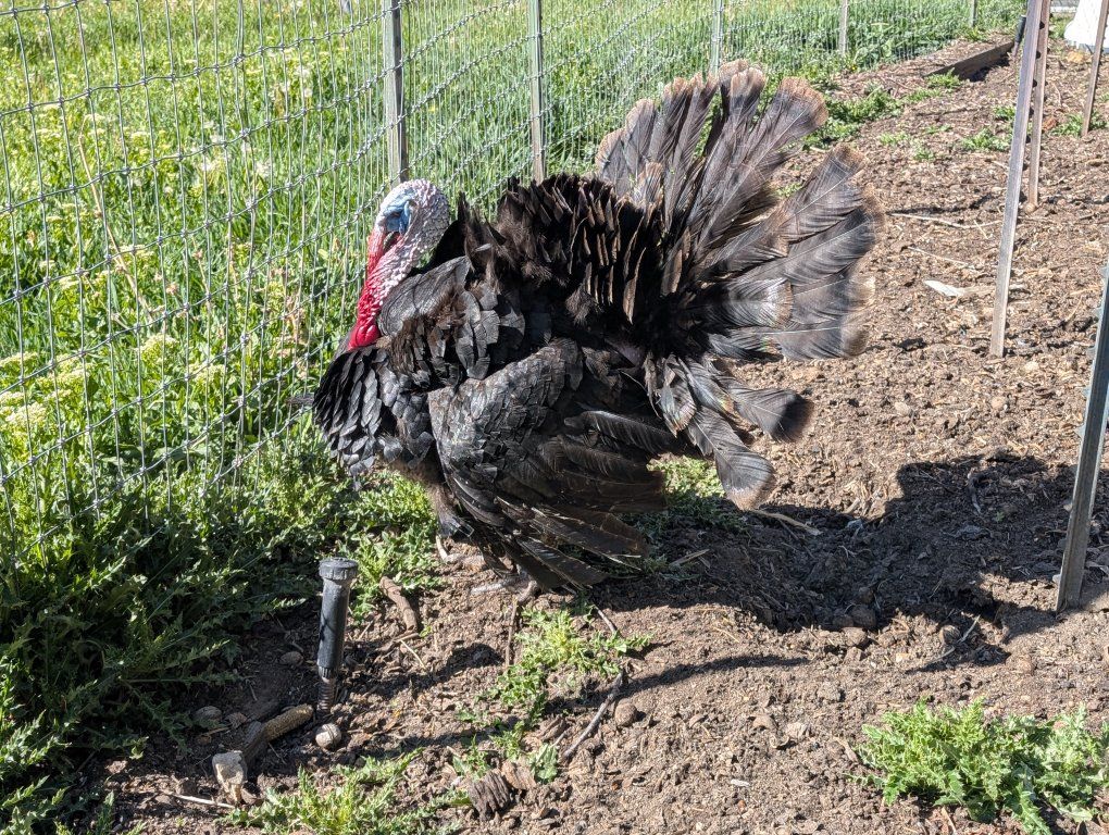 Male turkey