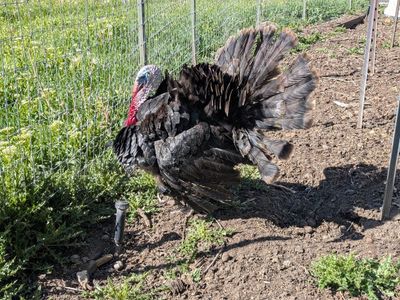 Male turkey