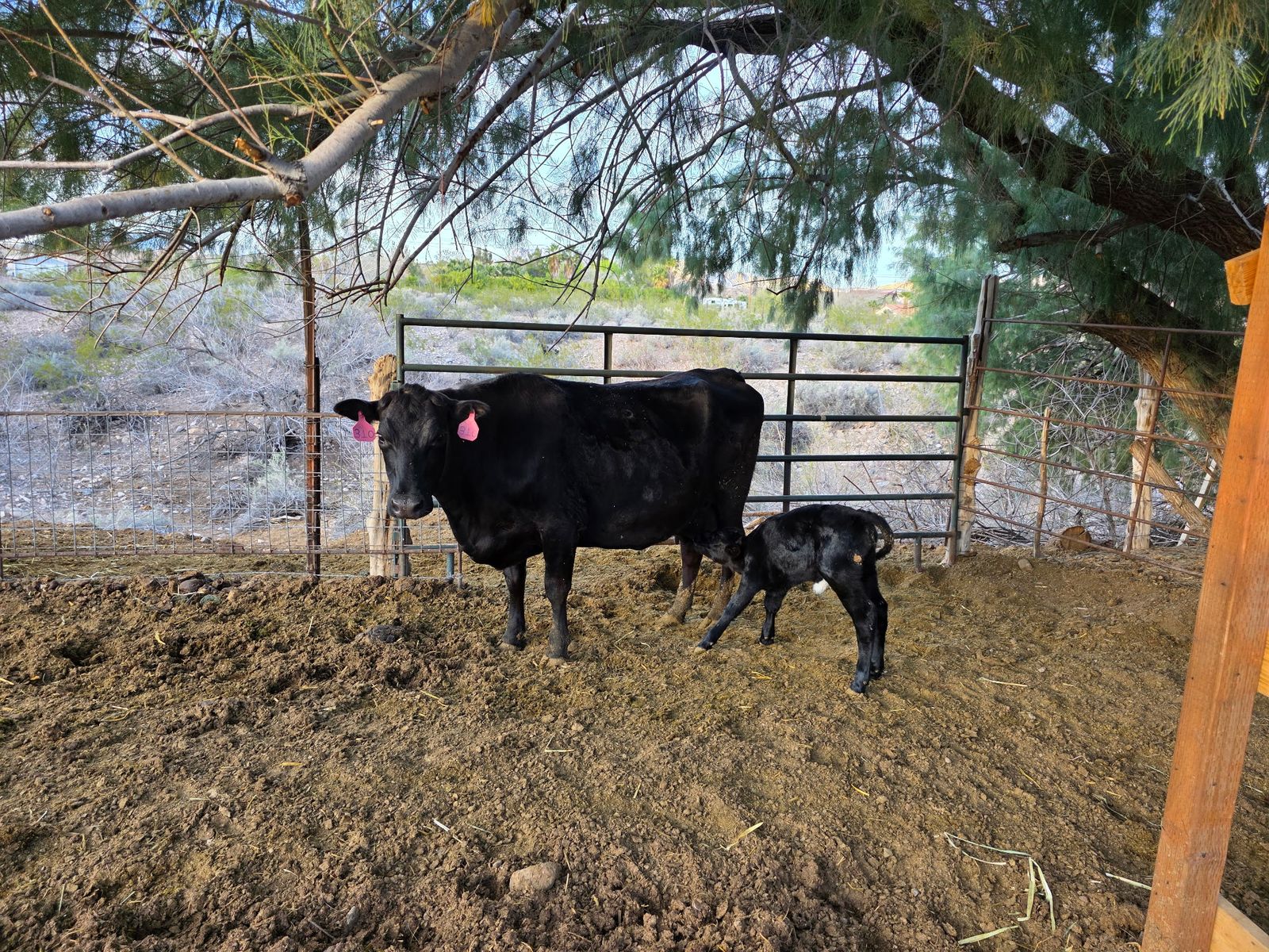 Bred Family Milk Cow