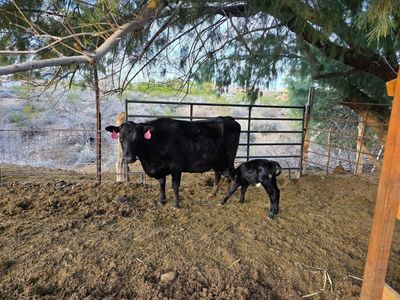 Bred Family Milk Cow