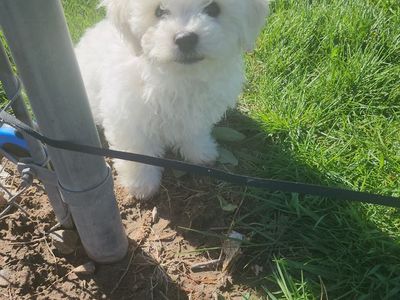 Bichon Frise Pups. 1 Boy hypoallergenic- nonshedding.