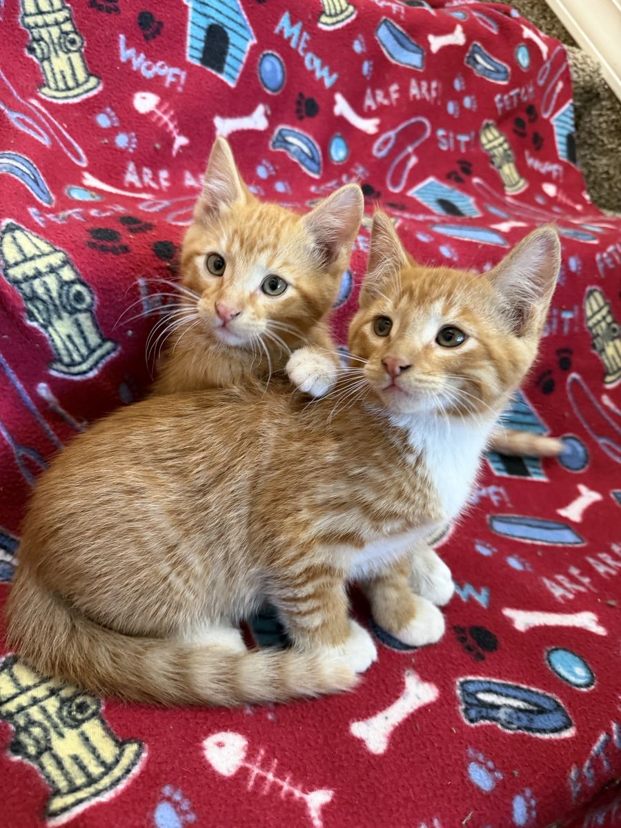 Adorable Cuddly Kitties